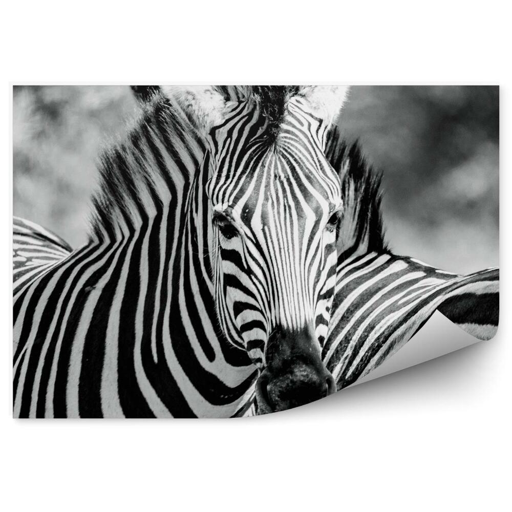Fototapeta Zebra čiernobiela