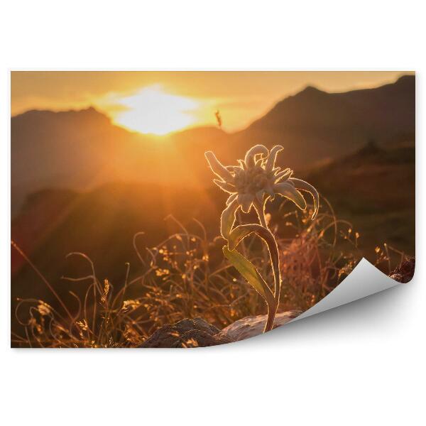 Fototapeta na stenu Edelweiss skala rastliny západ slnka alpy pohľad