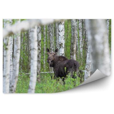 Fototapeta na stenu Brezový les tráva