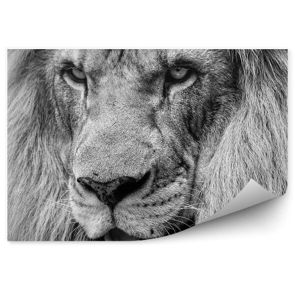 Fototapeta na stenu Čiernobiely Africký Lev