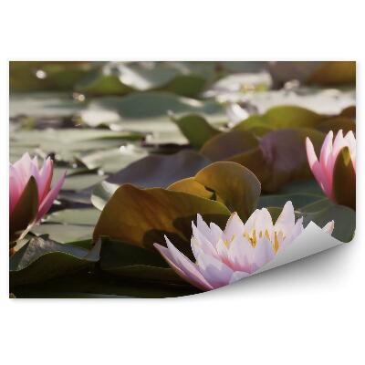 Fototapeta Listy Rybníka A Lekná