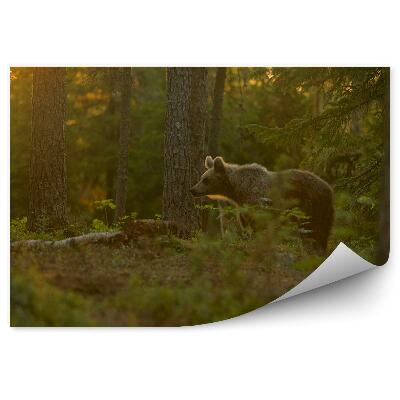 Fototapeta Medveď v lese