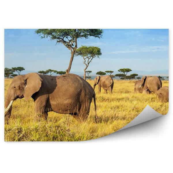 Fototapeta Africký Slon Stromová Rezervácia