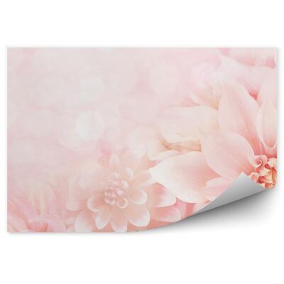 Fototapeta Ružové Okvetné Lístky Georgín Body