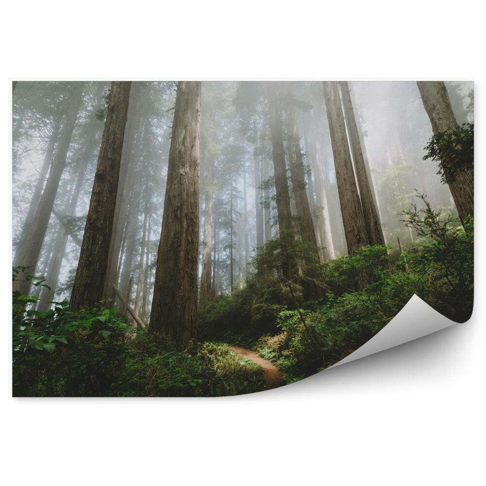 Fototapeta Sekvoje v severnej Kalifornii