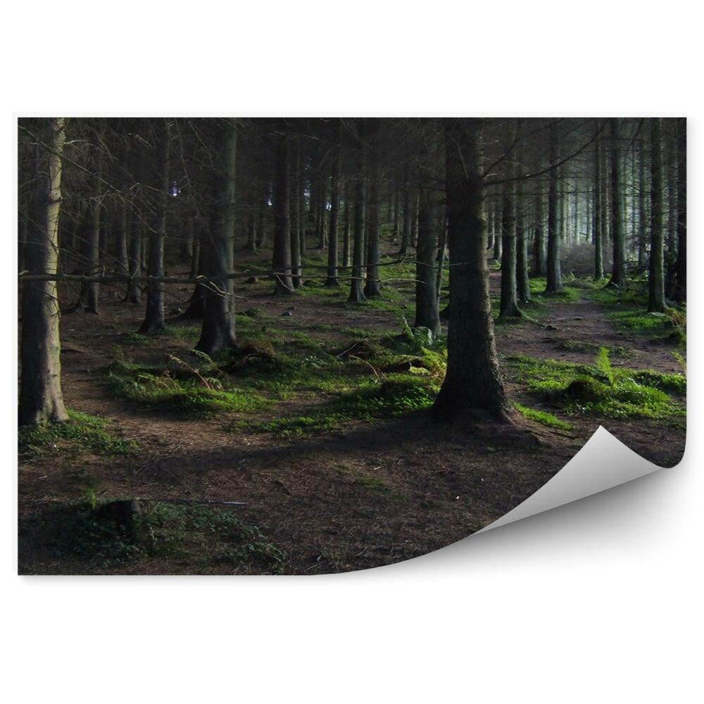 Fototapeta na stenu Tmavý les