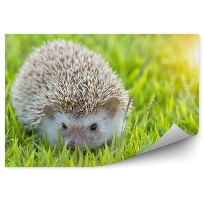 Fototapeta na stenu Ježko zviera zelená lúka