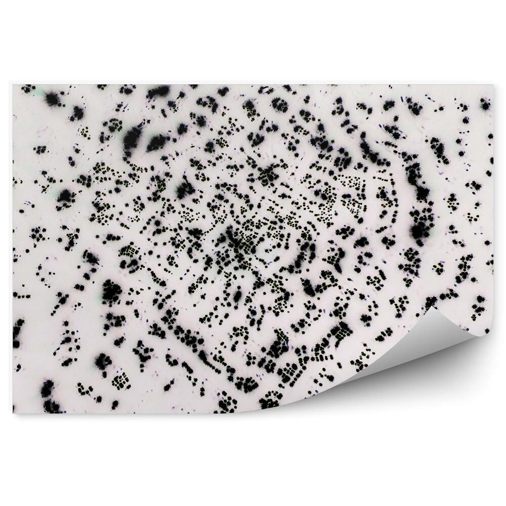 Fototapeta na stenu Chaotické čierne bodky na svetlom pozadí