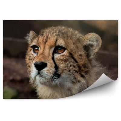 Fototapeta na stenu Mladý gepard