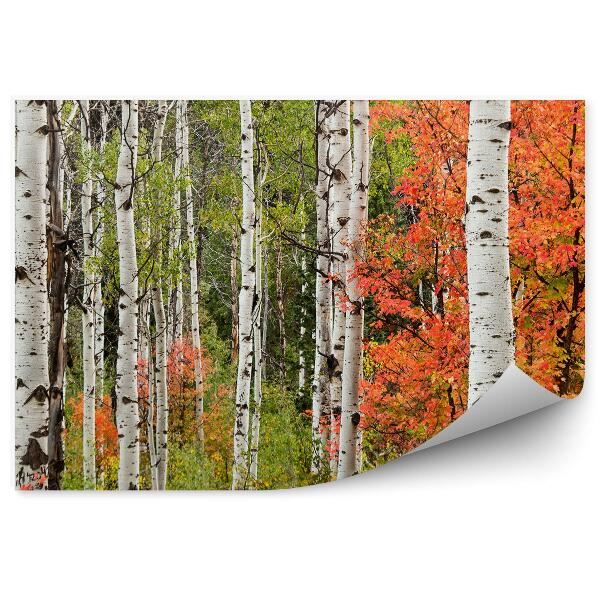 Fototapeta na stenu Jesenná krajina v listnatom lese