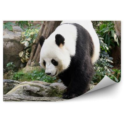 Fototapeta na stenu Panda kráčajúca po kameňoch