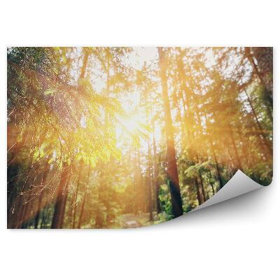 Fototapeta na stenu Borovicový les tráva slnko