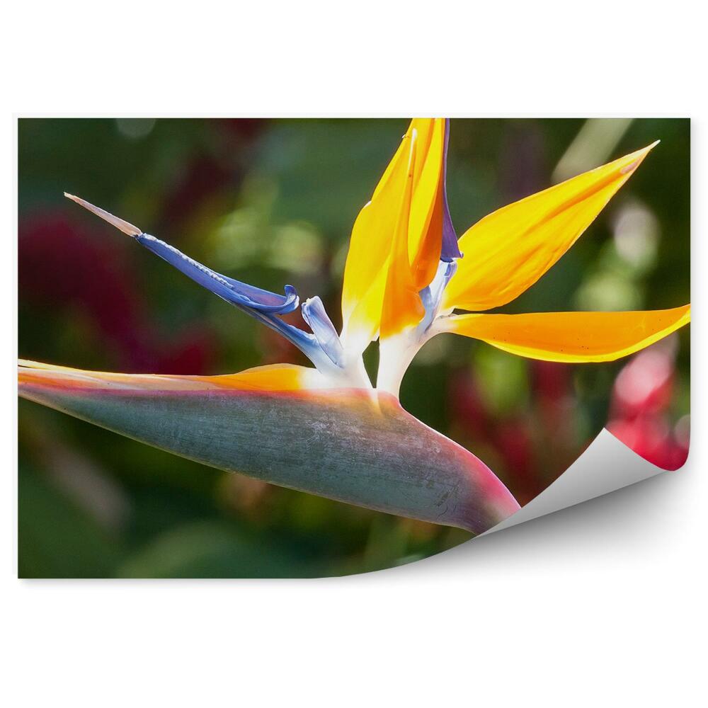 Fototapeta na stenu Kráľovské Pelargónie Krásne Exotické Kvety