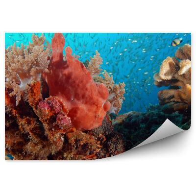 Fototapeta Žabky medzi koralmi