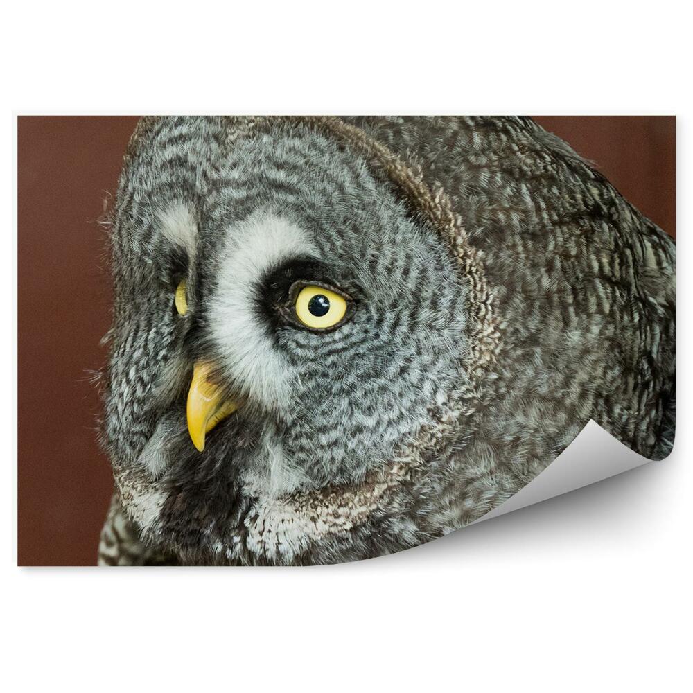 Fototapeta na stenu Sova sivá pohľad zblízka