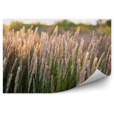 Fototapeta Tráva pole slnko príroda