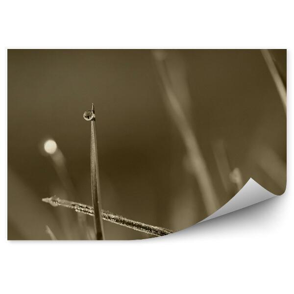 Fototapeta na stenu Kvapky rosy tráva voda ráno