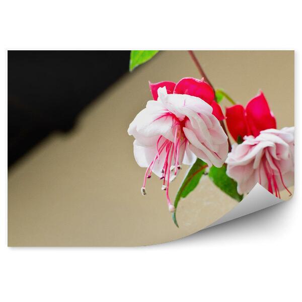 Fototapeta na stenu Červená Fuchsia Zelené Pozadie Kolibrík Rastliny