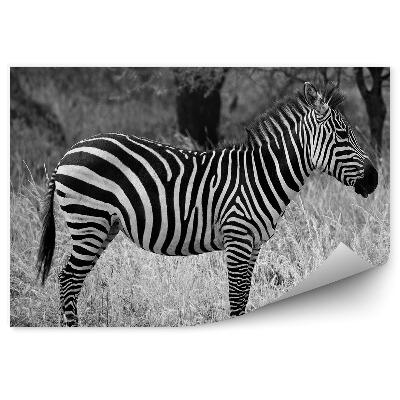 Fototapeta na stenu Zebra na savane