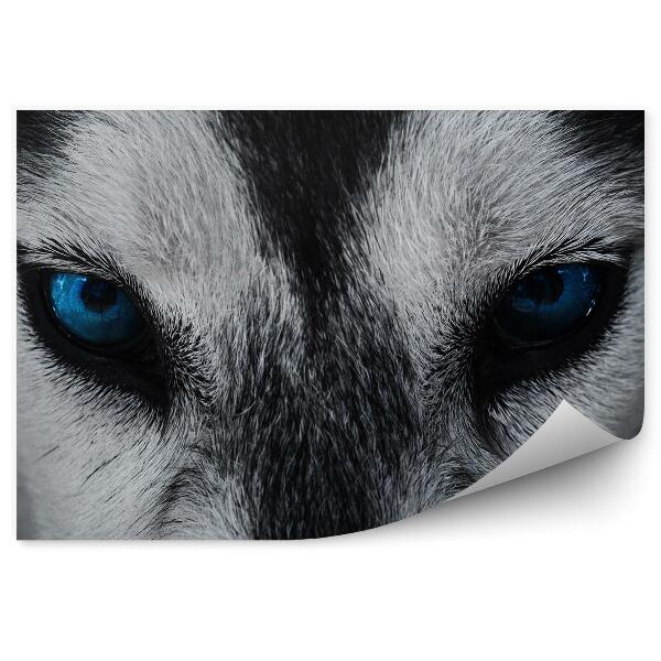 Fototapeta na stenu Zblízka husky pes modré oči
