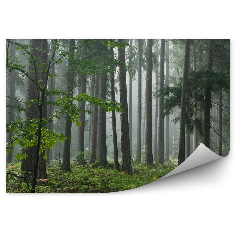 Fototapeta na stenu Trávy v ihličnatom lese