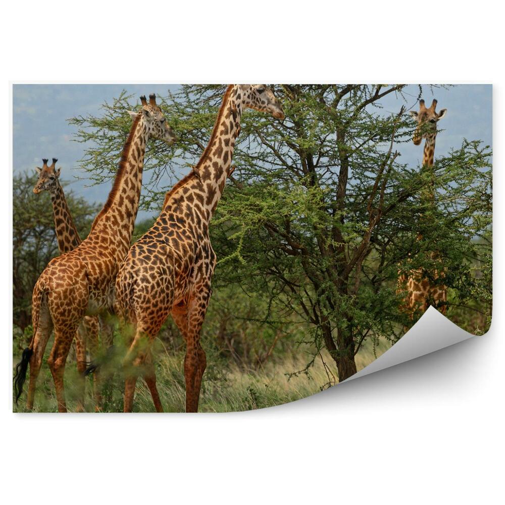 Fototapeta Žirafy Stádo Stromy Príroda Afrika