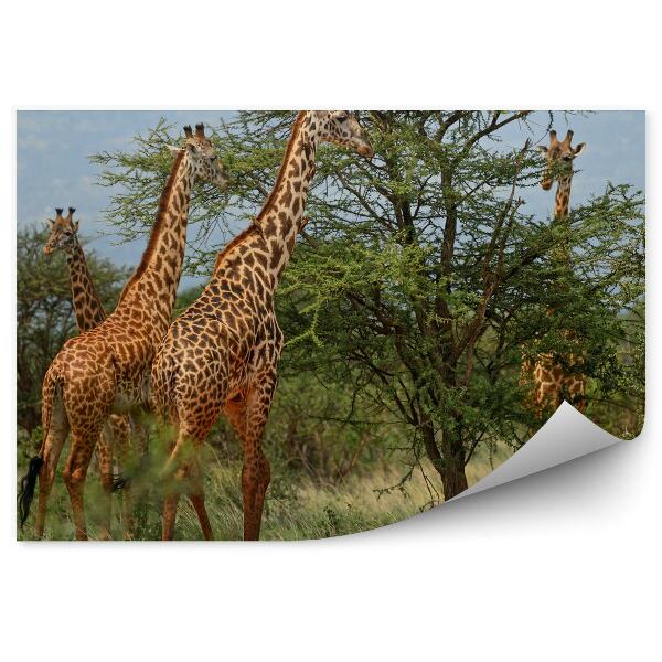 Fototapeta Žirafy Stádo Stromy Príroda Afrika