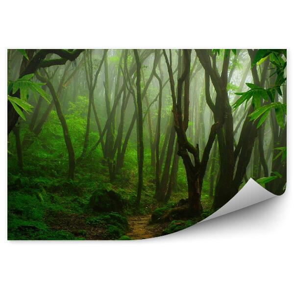 Fototapeta Tropická džungľa stromy vegetácia