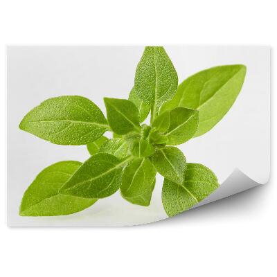 Fototapeta na stenu Bazalka korenistá listy sviežo zelené