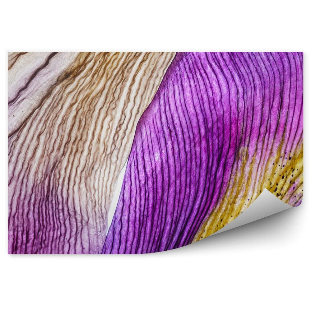 Fototapeta Fialové Žltohnedé Okvetné Lístky Kosatca Pozadie