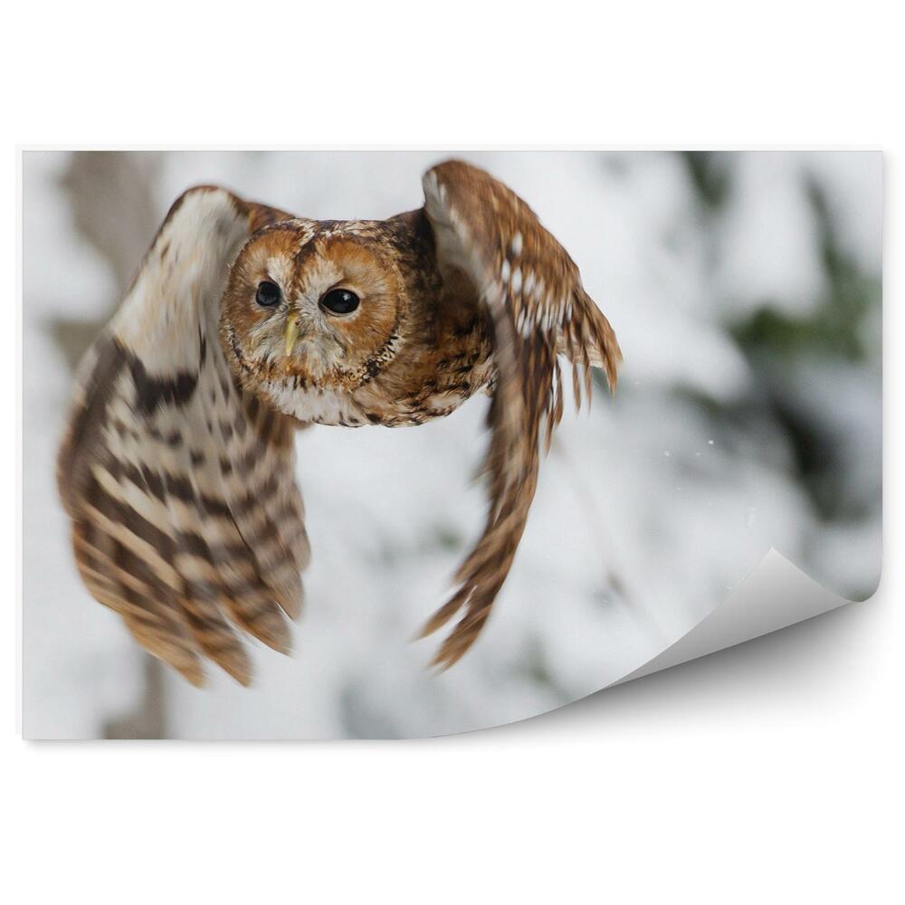 Fototapeta Sova v lete na pozadí snehu
