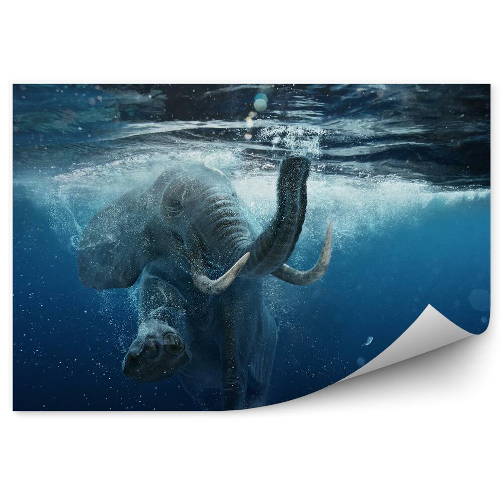 Fototapeta na stenu Slon africký vo vode