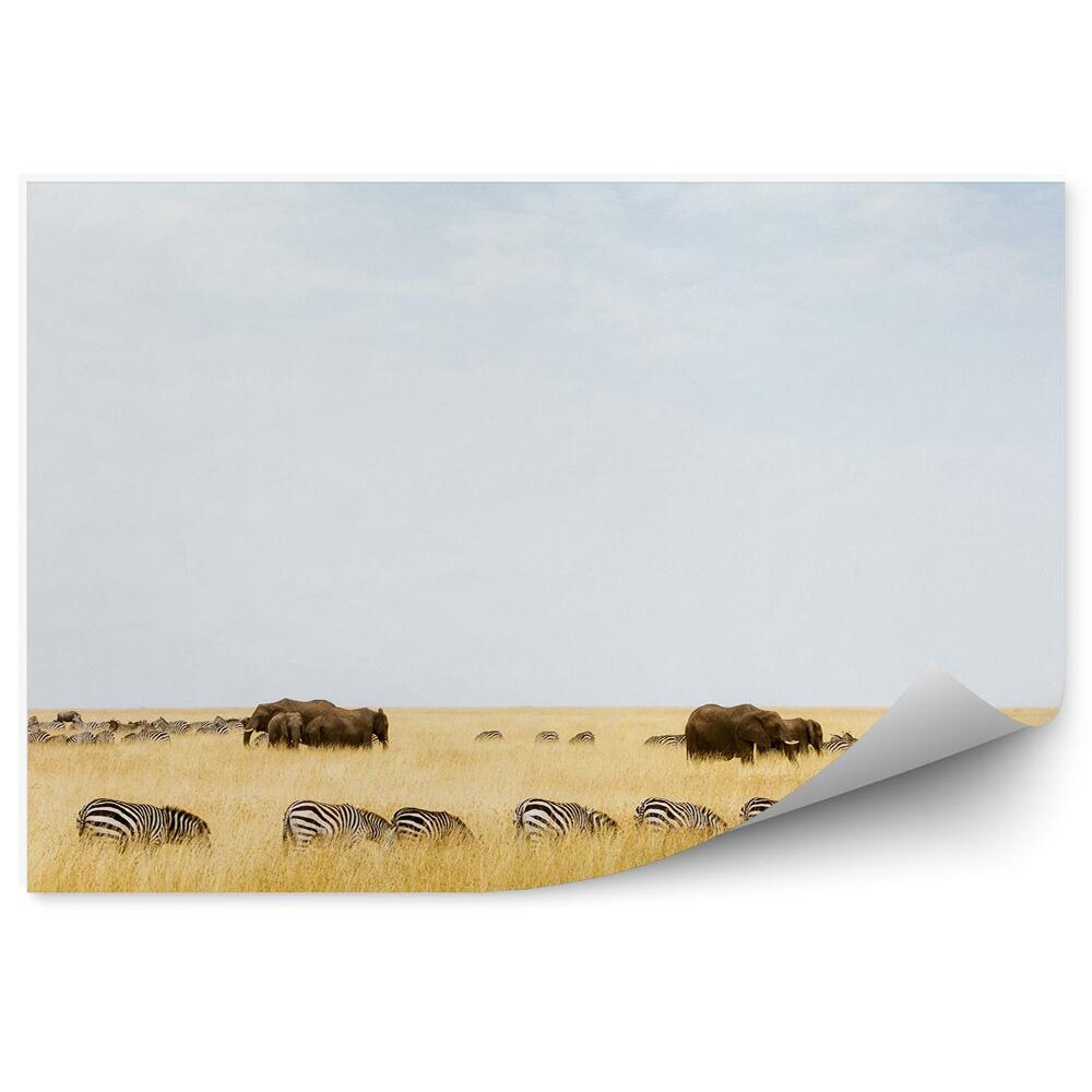 Fototapeta Zebry Slon Strom Tráva Savana Obloha Mraky