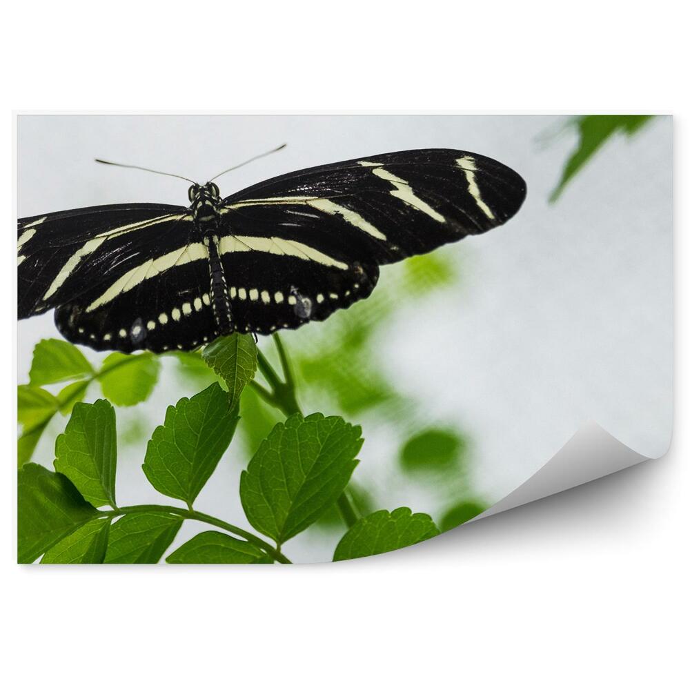 Fototapeta Motýľ zebra dlhé krídla listy biele pozadie