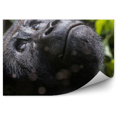 Fototapeta na stenu Samička gorily pozerajúca sa nahor