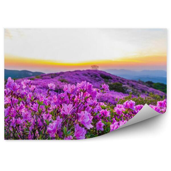 Fototapeta na stenu Západ Slnka A Rododendrony