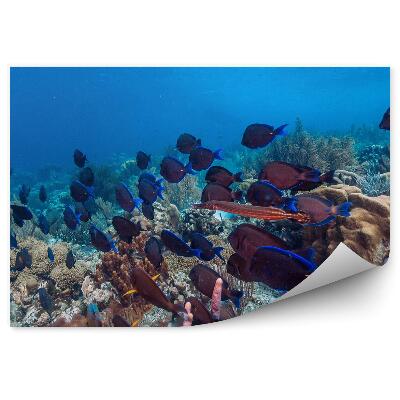Fototapeta na stenu Koralový útes kŕdeľ rýb podmorský svet
