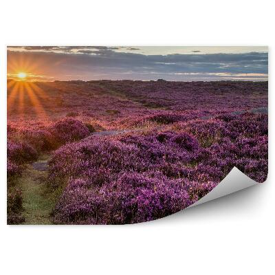 Fototapeta na stenu Pole Vresov Mraky Obloha Západ Slnka