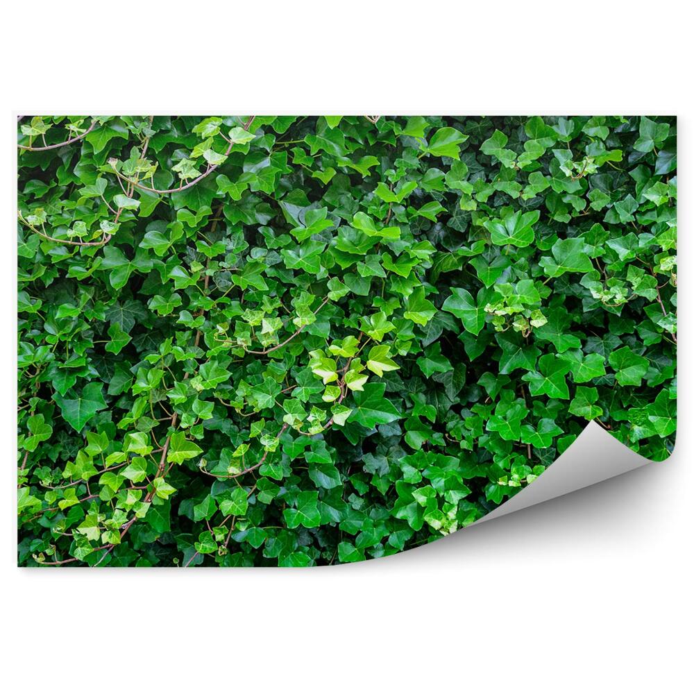 Fototapeta na stenu Zelené Brečtanové Pozadie