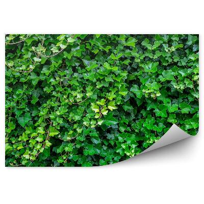 Fototapeta na stenu Zelené Brečtanové Pozadie