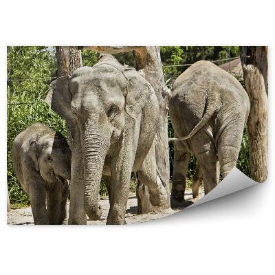 Fototapeta Rodina slonov indických