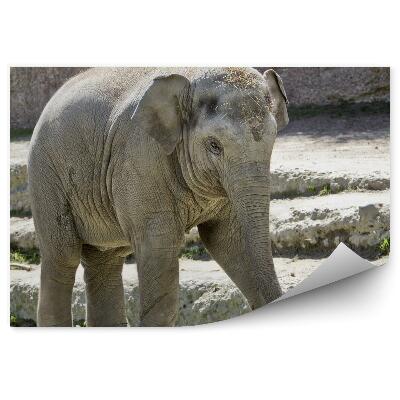 Fototapeta na stenu Slon indický na schodoch