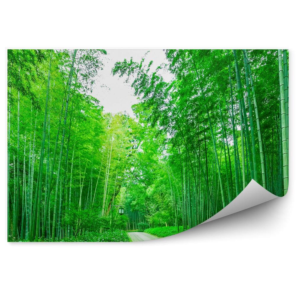 Fototapeta Cesta v bambusovom lese lampáš