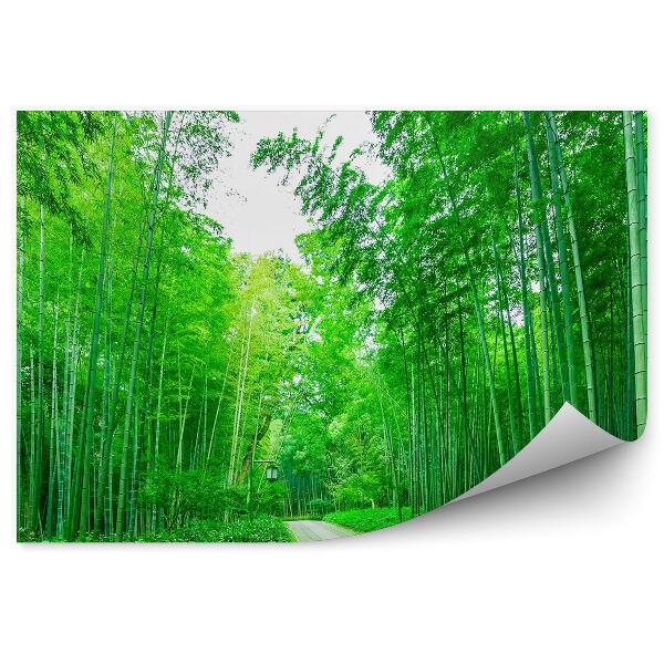 Fototapeta Cesta v bambusovom lese lampáš