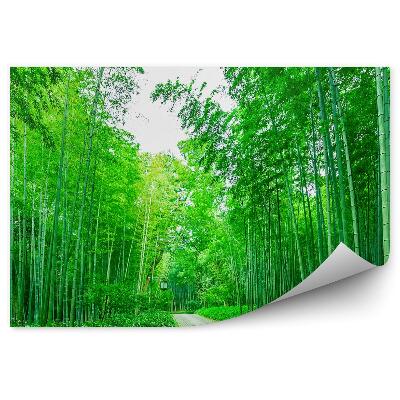 Fototapeta Cesta v bambusovom lese lampáš