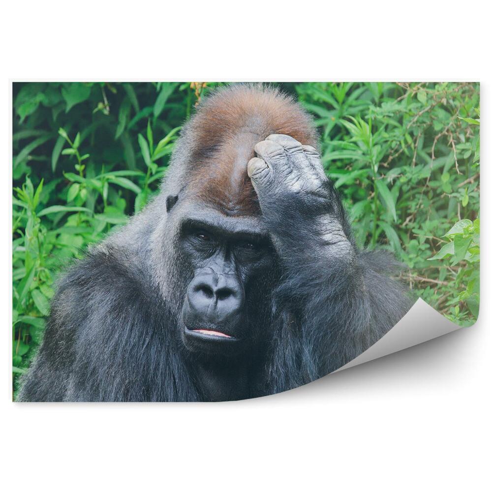 Fototapeta Introvertná gorila na pozadí tropickej vegetácie