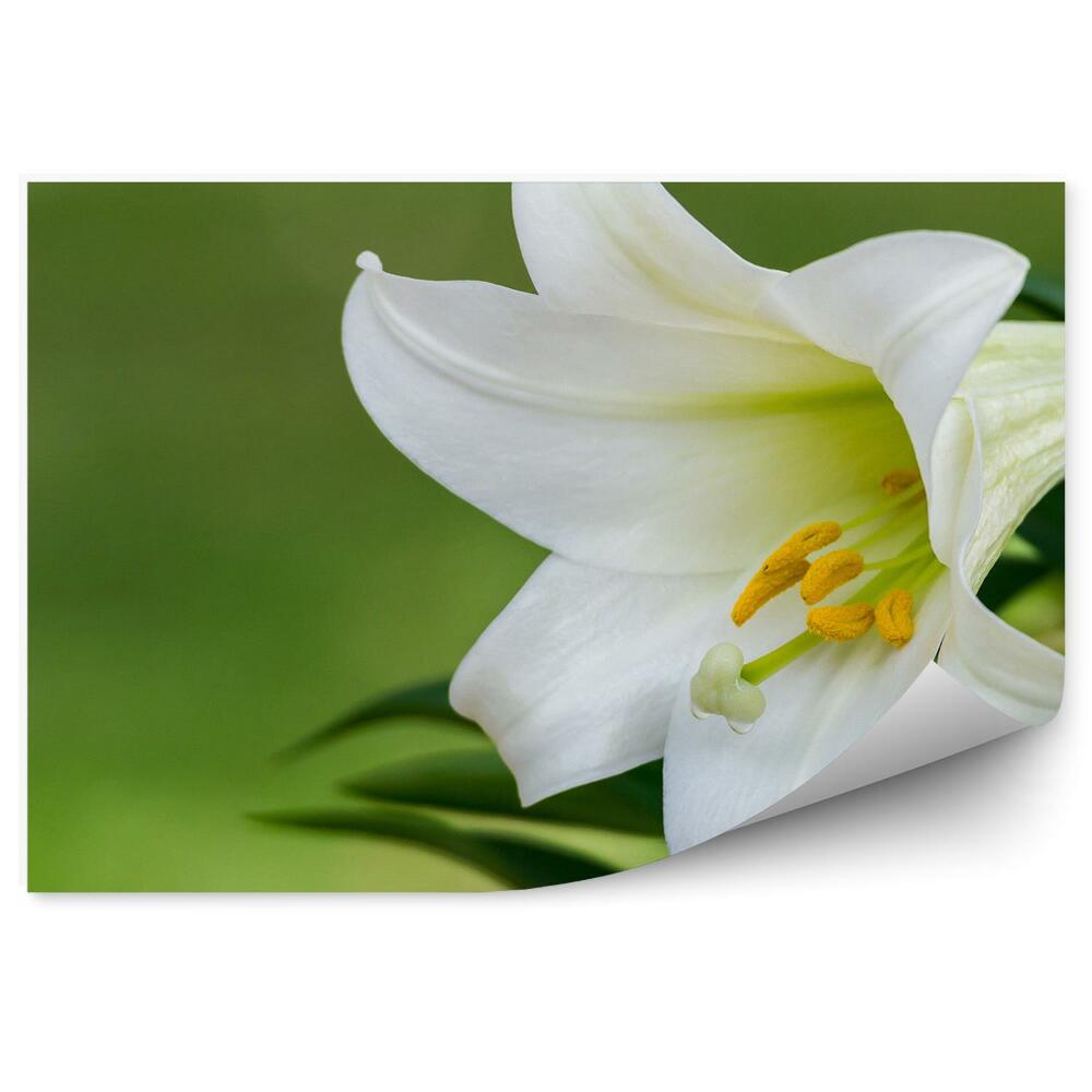 Fototapeta Biela Ľalia Zelené Pozadie