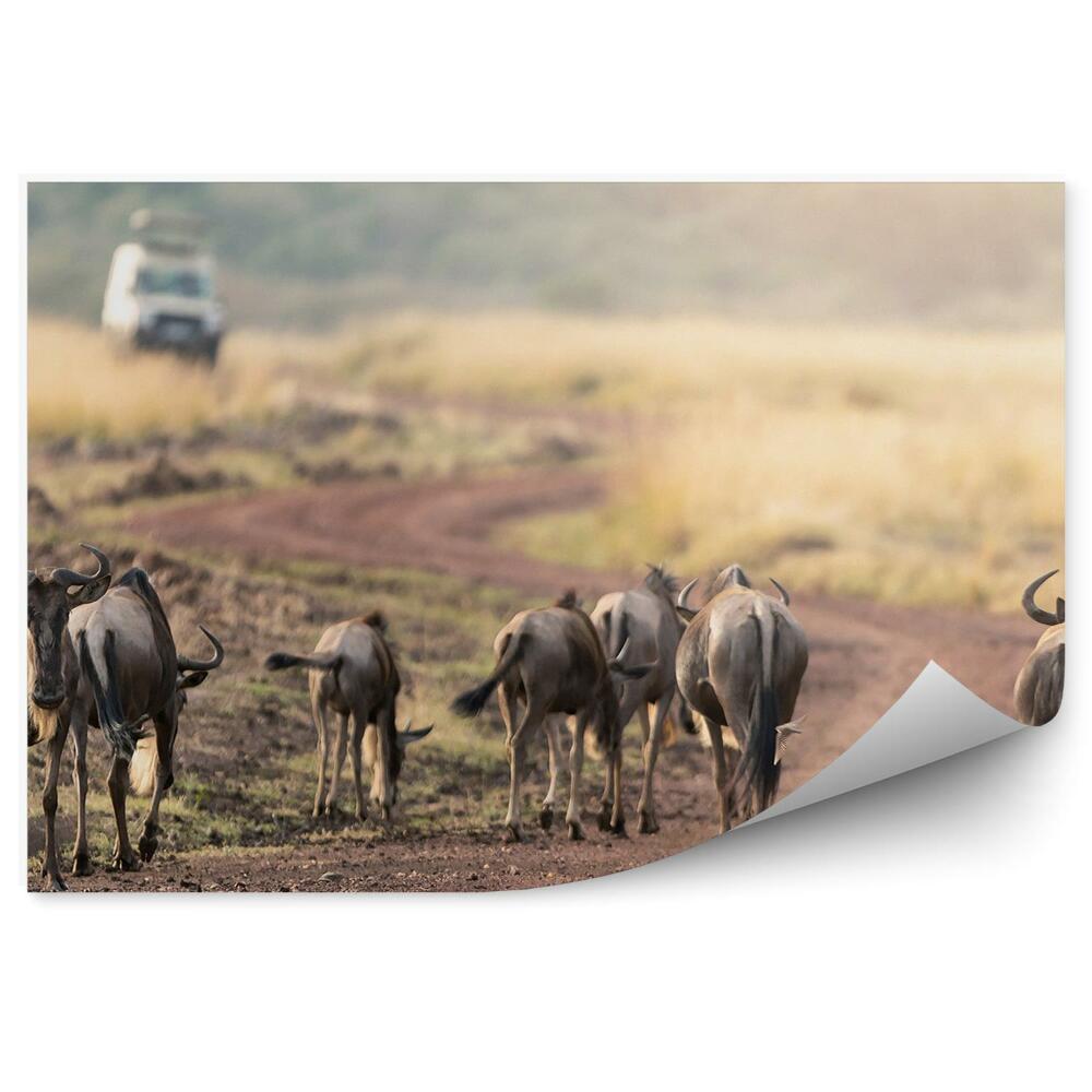 Fototapeta Safari Antilopa Antilopa Cesta Vozidlo Príroda Cestovanie