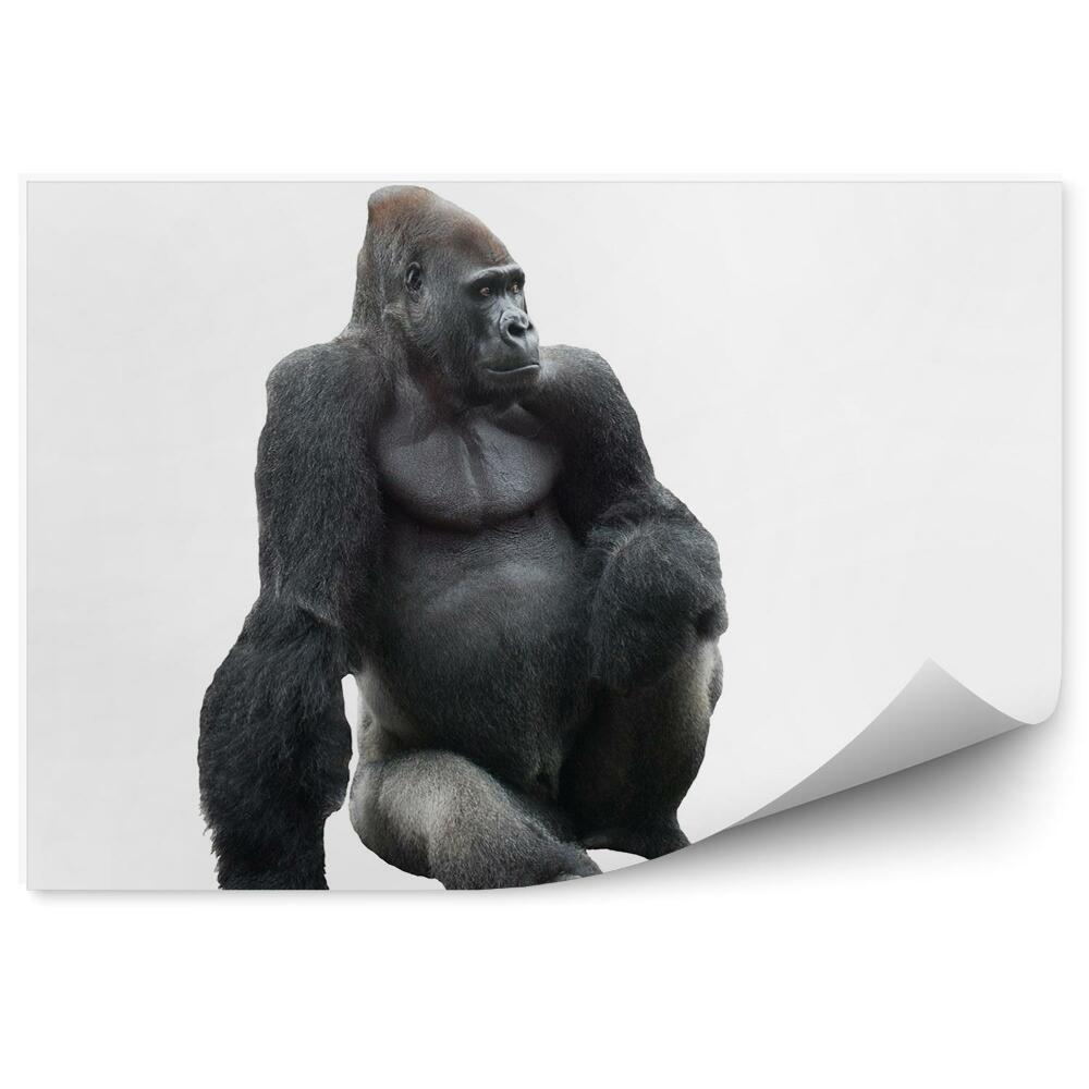 Fototapeta Sediaca gorila na bielom pozadí