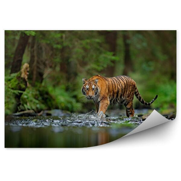 Fototapeta Tiger v lese